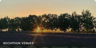 Lavender fields at Blackbird Pines wedding venue